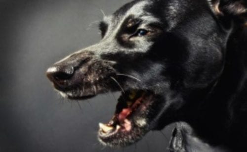 Harsher Sentencing Guidelines for Dangerous Dog Offences