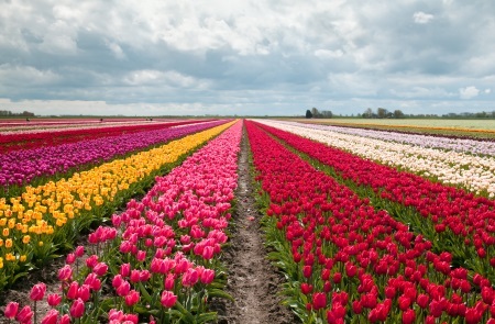 Pink, red and orange tulip field in North Holland during spring