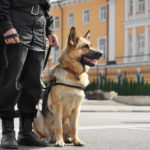 Police dog and handler