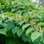 Japanese Knotweed