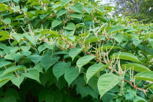 How Japanese Knotweed Damages Property Value