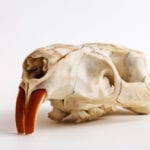 Animal Skull