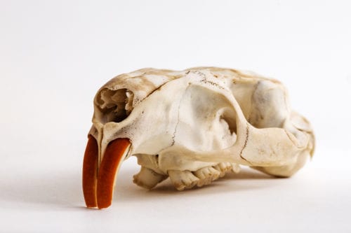 Animal Skull