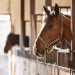 Horses Stable