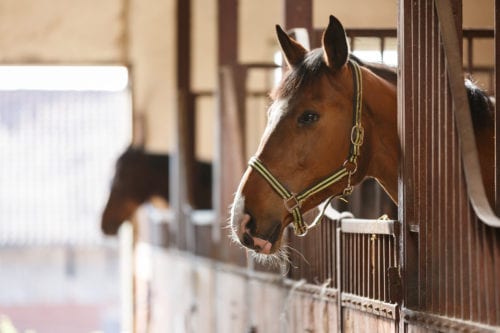 Horses Stable