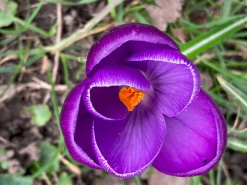 purple flower