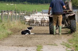 uk farmer