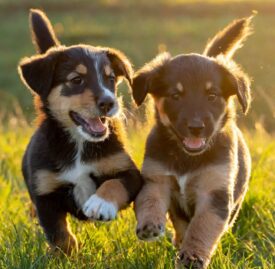 cute puppies