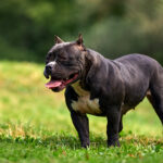 New Process Allows Owners to Withdraw XL Bully Certificates of Exemption