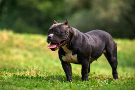 New Process Allows Owners to Withdraw XL Bully Certificates of Exemption