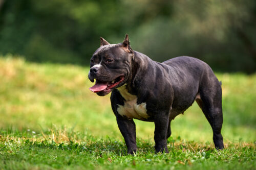 New Process Allows Owners to Withdraw XL Bully Certificates of Exemption